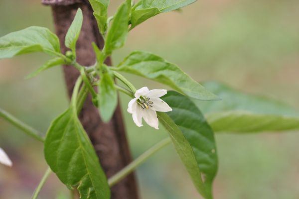 工場, 葉, 花, フード, 緑, 花