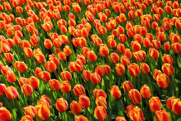 plant,flower,petal,tulip,orange,red