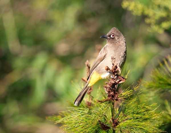 Vogel,Schnabel,Tierwelt,Fink,Pflanze,Hockende vogel