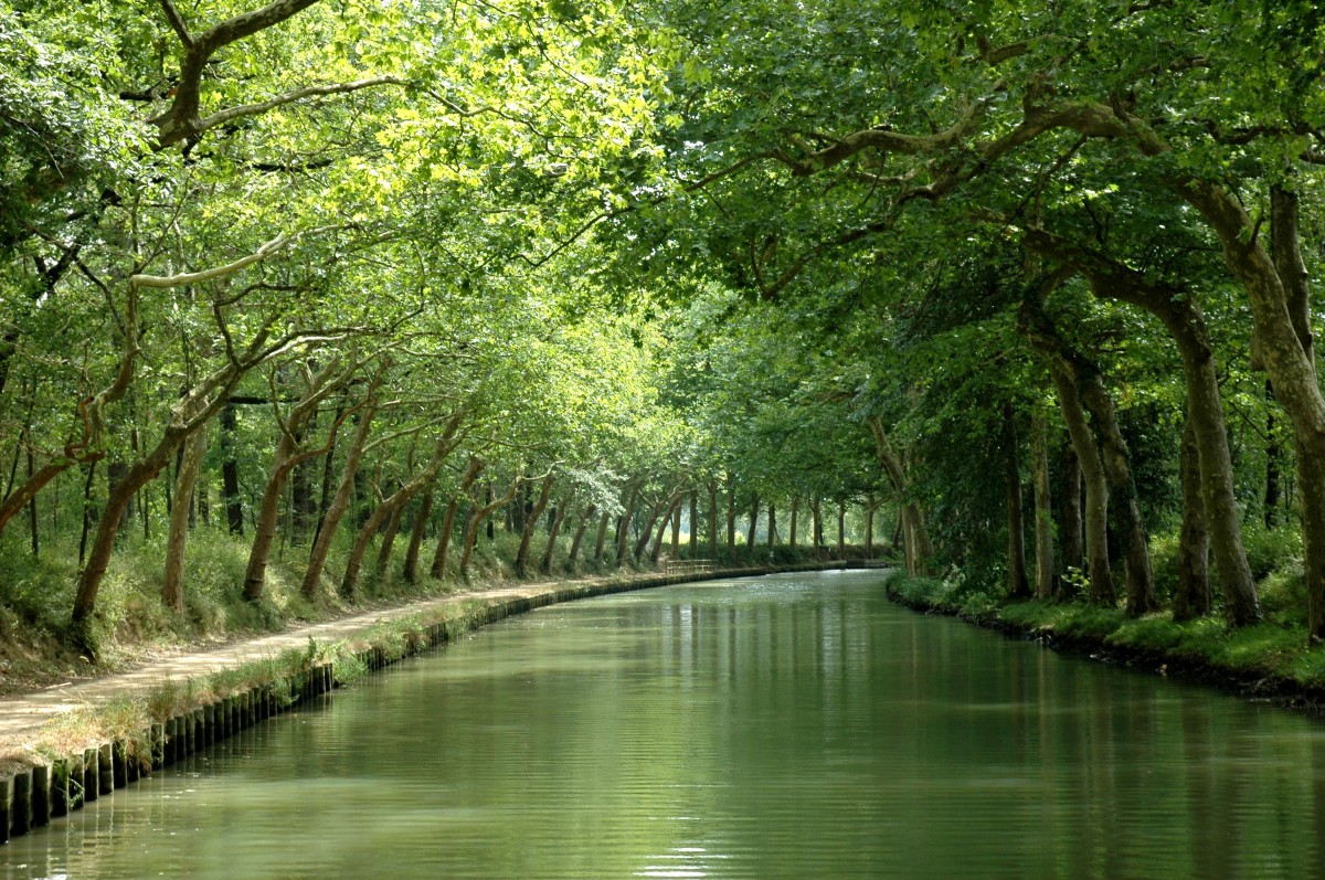 paysage, arbre, la nature, forêt, marais, branche, lumière du soleil, feuille, fleur, rivière, canal, étang, courant, vert, réflexion, l'automne, calme, botanique, voie navigable, plan d'eau, végétation, forêt tropicale, Zone humide, canal, des bois, habitat, Écosystème, Cours d'eau, Forme de relief, environnement naturel, caractéristique géographique, Plante ligneuse, bayou, Forêt riveraine