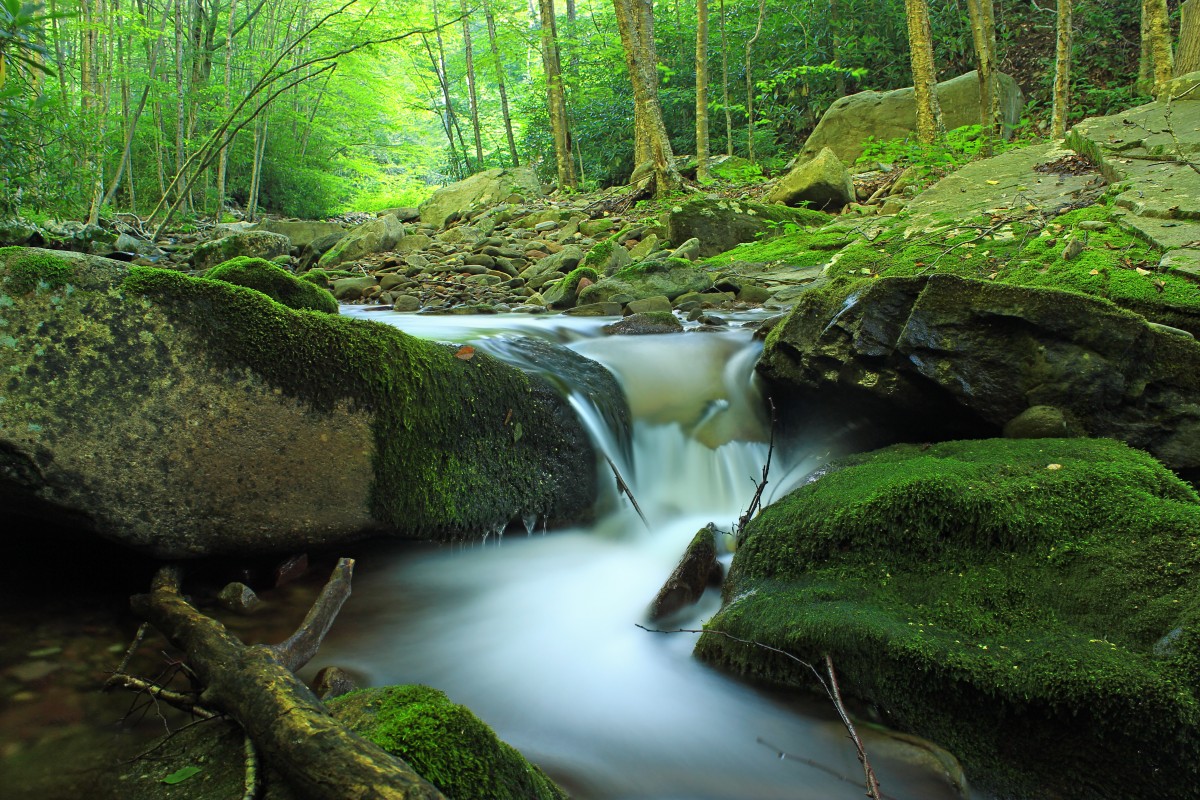 paysage, arbre, eau, la nature, forêt, Roche, cascade, ruisseau, région sauvage, randonnée, feuille, rivière, été, mousse, courant, vert, jungle, rapide, plan d'eau, des arbres, des roches, Creativecommons, végétation, forêt tropicale, chutes, Monroecounty, Poconos, Stategameland221, Stategamelands221, Sgl221, Devilsholecreek, Sevenpinesmountain, ravin, Cascades, Pennsylvanie, des bois, habitat, caractéristique de l'eau, Écosystème, Cours d'eau, Forêt ancienne, environnement naturel