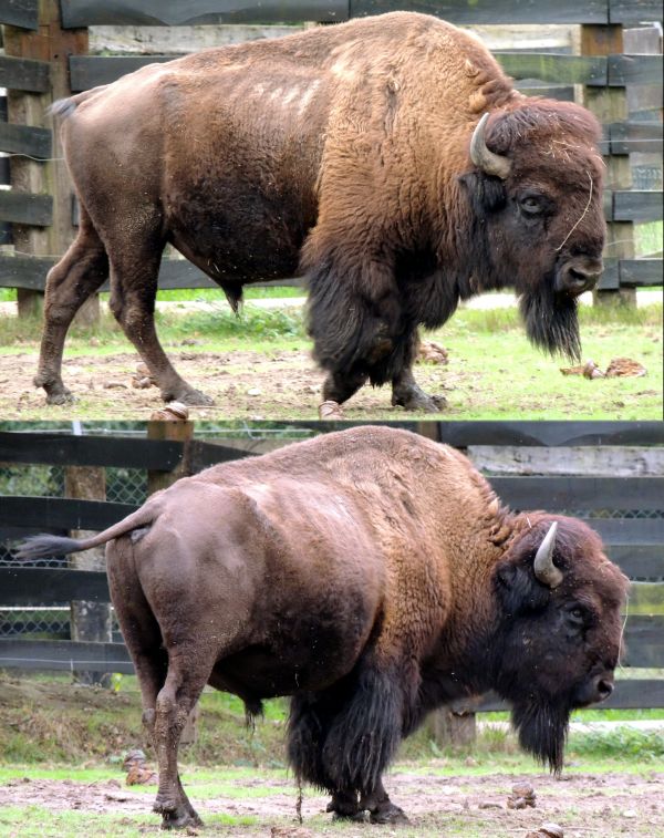 margasatwa,Eropah,kebun binatang,binatang menyusui,fauna,banteng