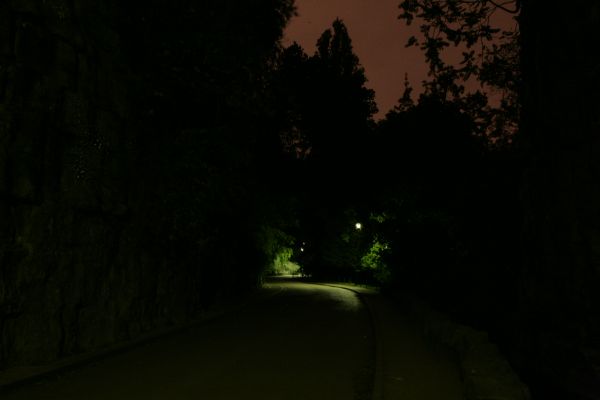 arbre, lumière, nuit, lumière du soleil, Paris, Matin