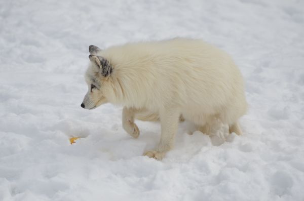 natur, snö, kall, vinter-, skog, vildmark