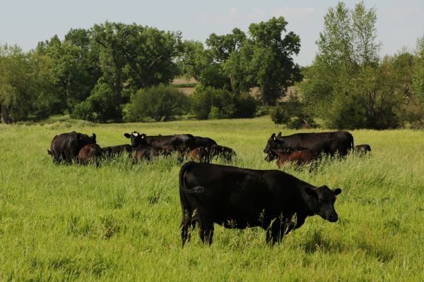 grass, field, farm, meadow, prairie, countryside