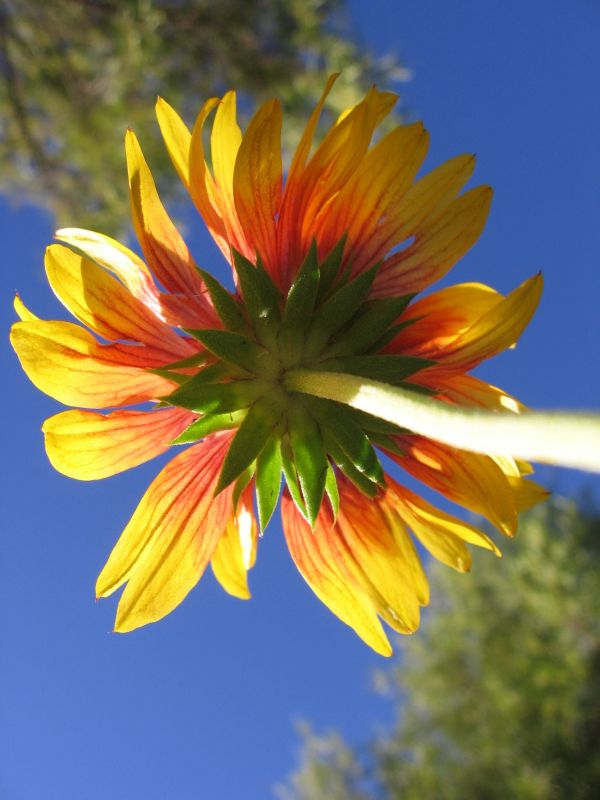 natur, blomst, lys, plante, himmel, Mark