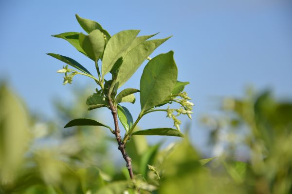 albero, natura, erba, ramo, fiorire, pianta