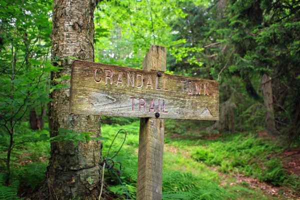 arbre,forêt,randonnée,Piste,été,fleur