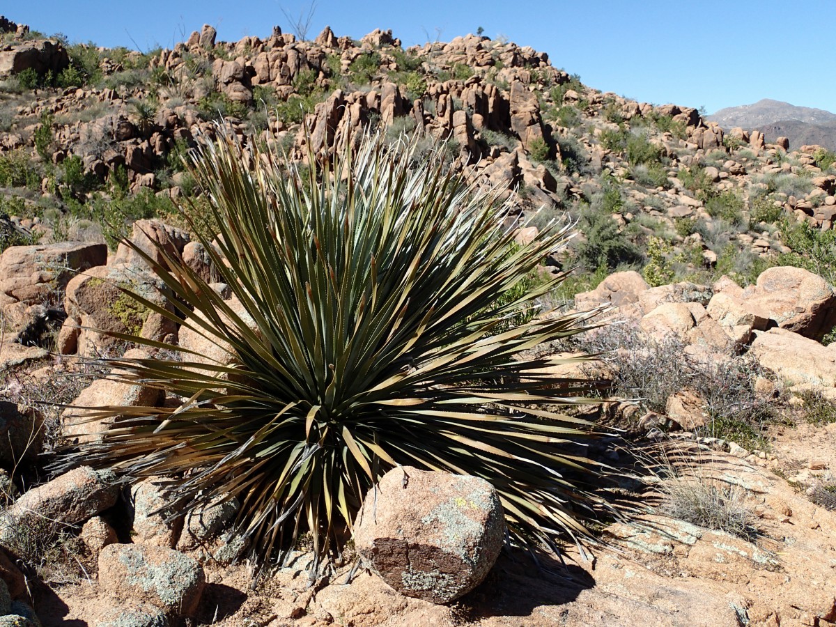 landskab, træ, klippe, kaktus, plante, ørken, blomst, vandretur, botanik, flora, geologi, Ballantine, økosystem, wadi, blomstrende plante, naturligt miljø, Lipariske landskabsform, græsfamilien, jord plante, Palme-ordenen, agave azul