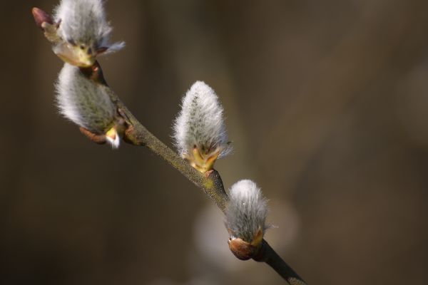 Natura,gałąź,kwitnąć,roślina,drzewo,fotografia