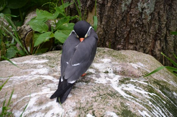 la nature,oiseau,animal,faune,le bec,zoo