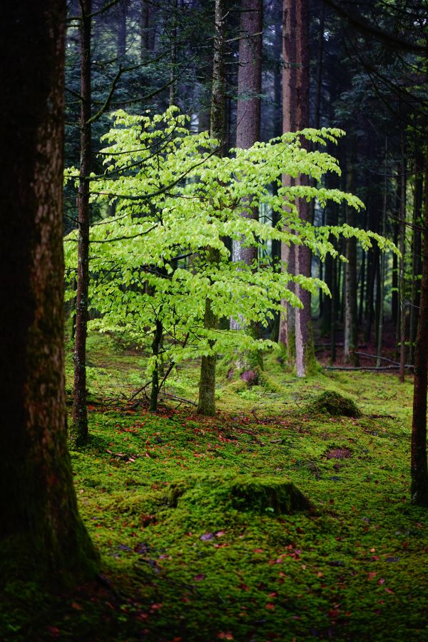 copac,natură,pădure,iarbă,ramură,ușoară