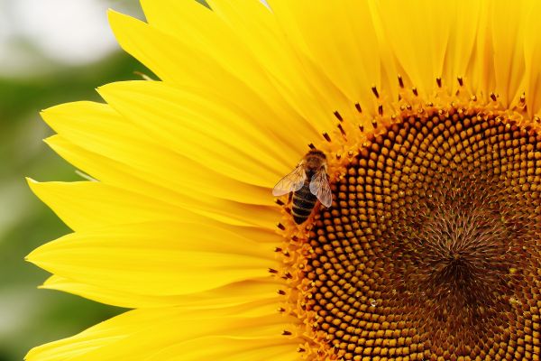 自然, 花, 工場, 太陽, 写真, フィールド