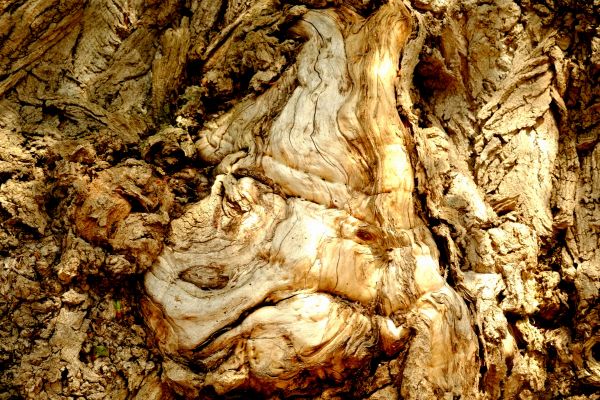 tree, nature, structure, plant, wood, white