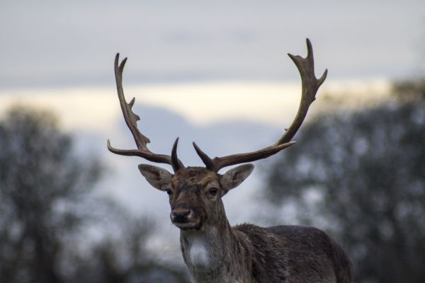 nature,animal,wildlife,deer,wilderness,male