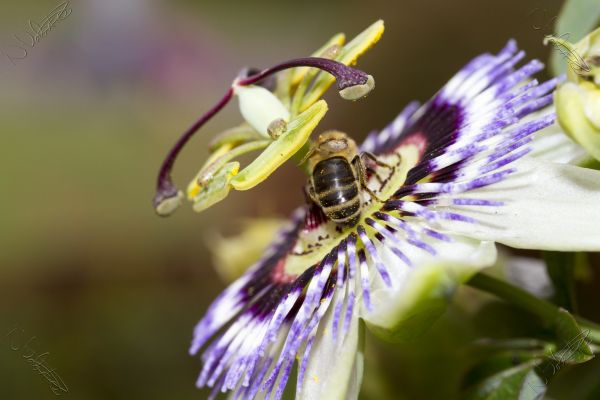 natur, blomstre, anlegg, fotografering, blomst, bokeh