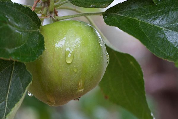 apple,tree,plant,fruit,flower,leaf