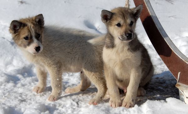 valp,hund,pattedyr,ulv,virveldyr,grønland