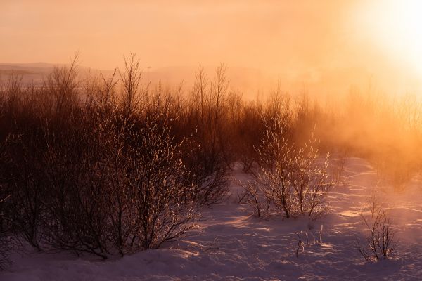 landscape, tree, nature, forest, grass, outdoor