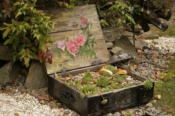 fleur,étang,arrière-cour,jardin,les plantes,arrangement