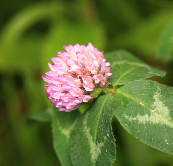 自然, 花, 工場, 葉, 花, 花弁