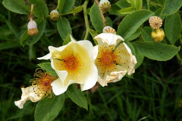 natureza,Flor,plantar,flor,flor,rosa