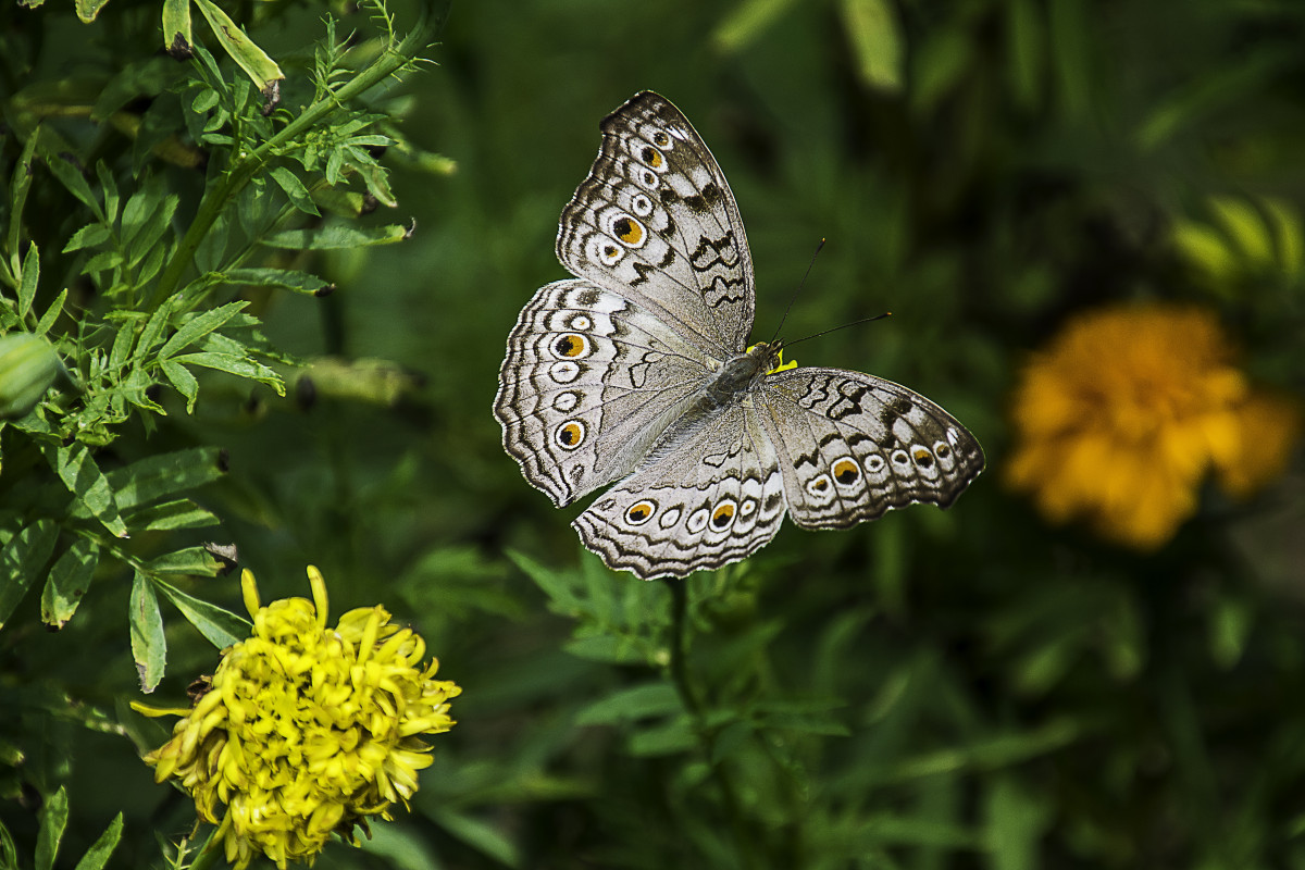 natur, blomst, insekt, botanik, sommerfugl, flora, fauna, Thailand, hvirvelløse, monark sommerfugl, nationalparken, nektar, Pieridae, makrofotografering, leddyr, bestøver, møl og sommerfugle, lycaenid, børste footed sommerfugl, Colias