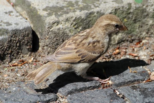 madár,állat,vadvilág,csőr,fauna,tollazat