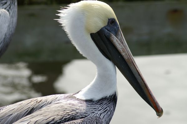 kuş, kanat, beyaz, pelikan, Seabird, Vahşi hayat