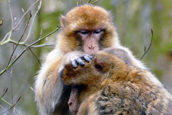 príroda, zviera, roztomilý, zver a rastlinstvo, divoký, zoologická záhrada