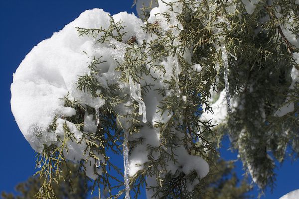 tree,branch,snow,winter,plant,sky