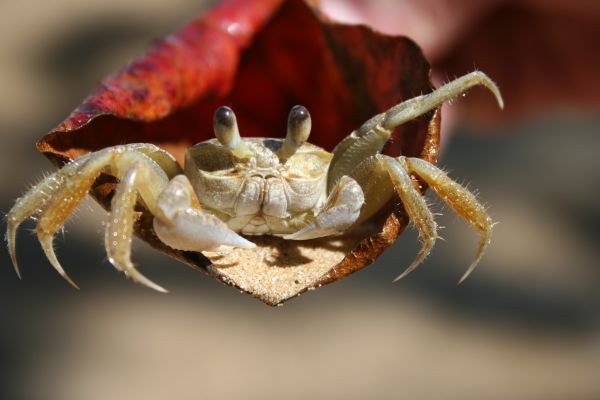 pláž, moře, jídlo, plody moře, fauna, fotografování