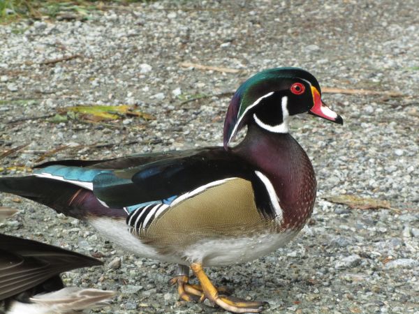 Natur, Vogel, männlich, Tierwelt, Schnabel, braun