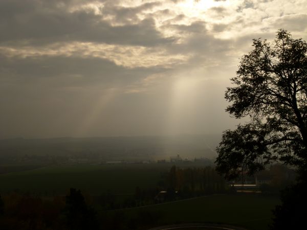 tree, nature, horizon, light, cloud, sky