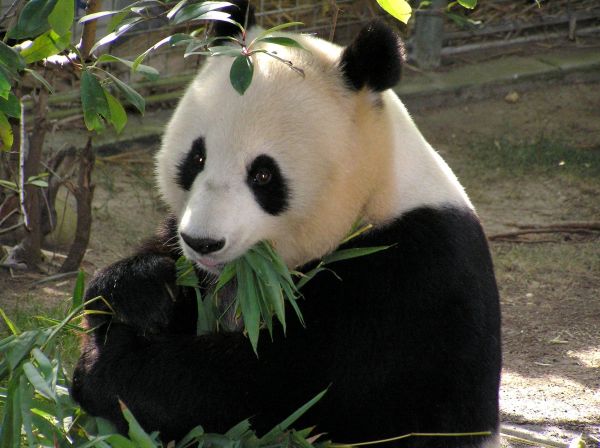 bílý,medvěd,zvěř a rostlinstvo,zoologická zahrada,savec,Asie