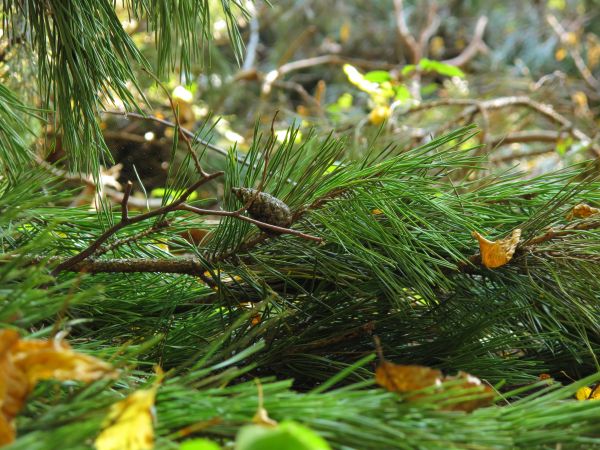 arbre, la nature, herbe, branche, plante, pelouse