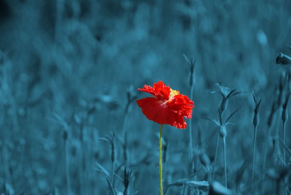 natur,växt,himmel,fotografi,äng,abstrakt