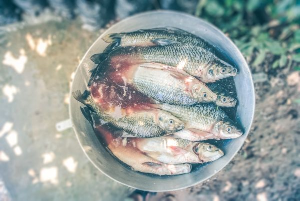 鱼,餐饮,新鲜,鲜鱼,血液,桶