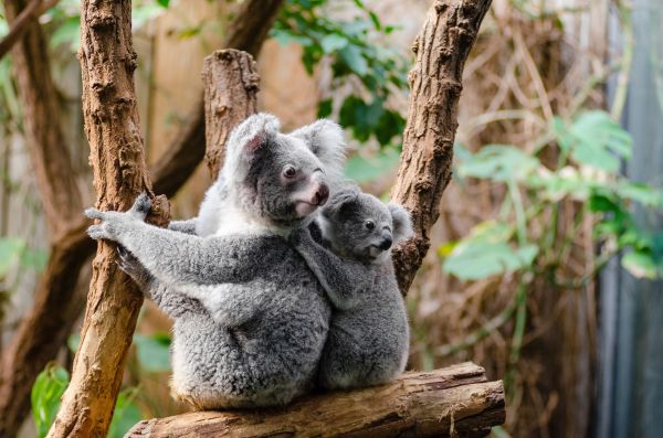 nature,tree,branch,cute,looking,wildlife