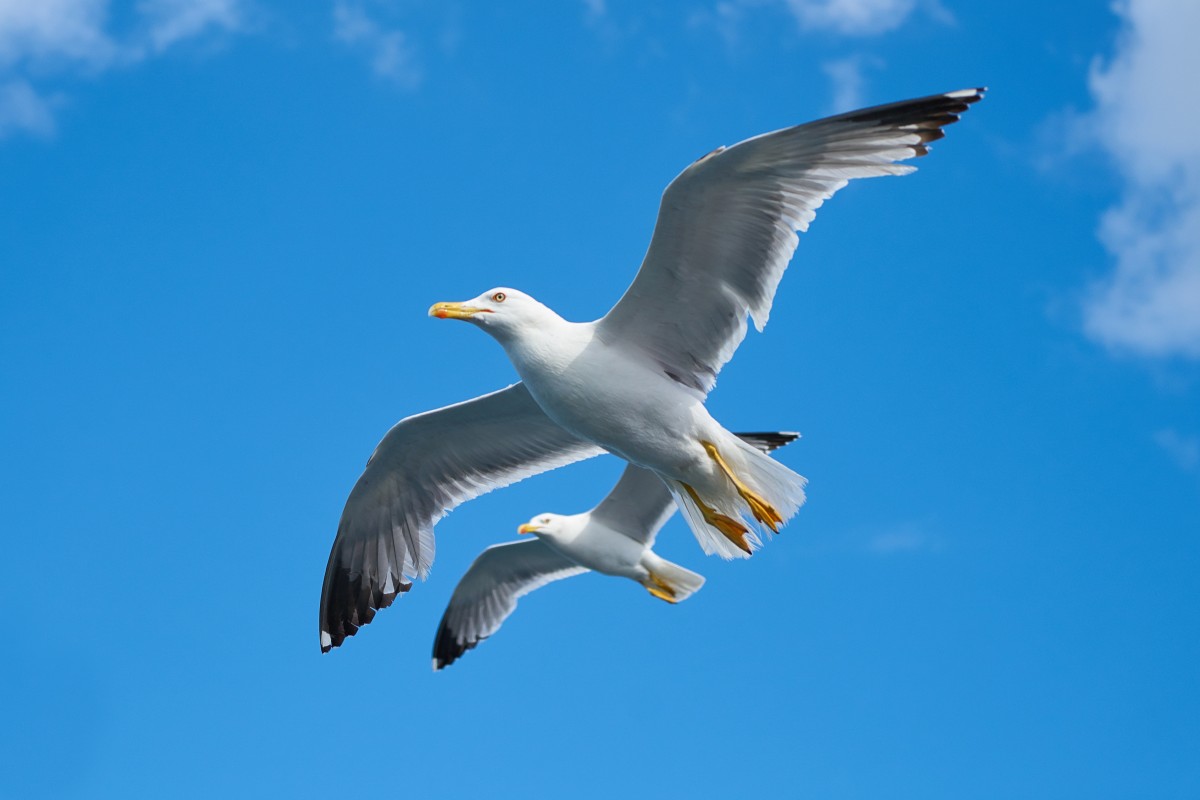 landschap, natuur, vogel, vleugel, hemel, dier, zeevogel, vlieg, zeemeeuw, meeuw, bek, vlucht, vrede, blauw, milieu, vrijheid, samen, fauna, vogelstand, meeuwen, wolken, achtergrond, dubbele, gewerveld, mooi, dag, albatros, houdt van de natuur, charadriiformes, Zilvermeeuw