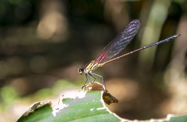 natur, vinge, fotografi, blad, flyga, grön