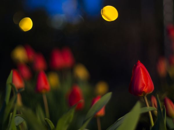 bokeh,växt,blomma,kronblad,tulpan,grön