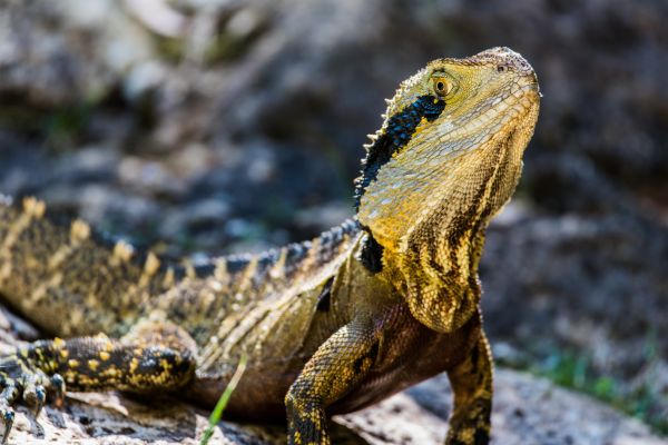 Rock,Tier,Tierwelt,Reptil,Rahmen,Leguan