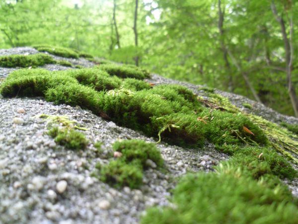 árbol, naturaleza, bosque, rama, planta, césped