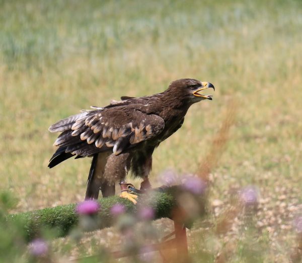 la nature,oiseau,prairie,faune,le bec,sauvage