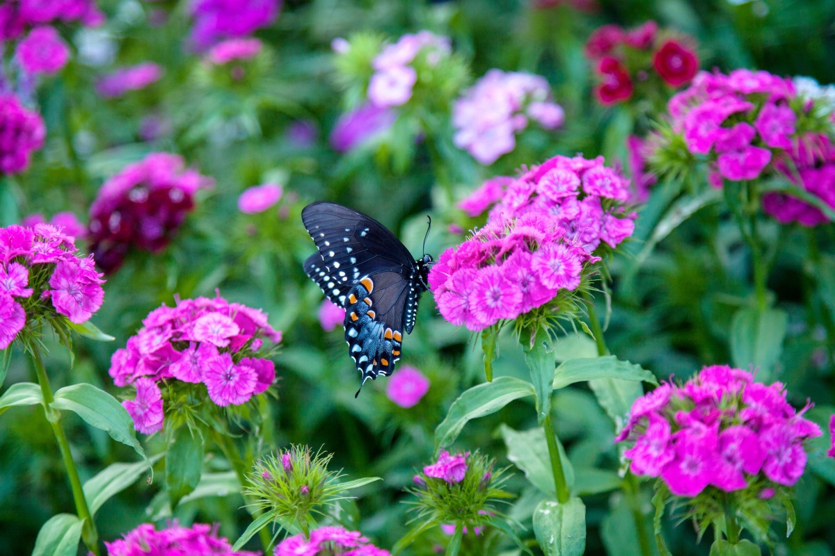 natuur, bloesem, fabriek, weide, bloem, bloemblad, vlieg, zomer, stuifmeel, de lente, insect, vredig, plantkunde, vlinder, kleurrijk, tuin-, roze, flora, ongewerveld, wildflower, bloemen, buitenshuis, achtergrond, coulissen, helder, duizendblad, kalmerende, bloeiende plant, lantana camara, fotografische achtergrond, eenjarige plant, landplant, motten en vlinders