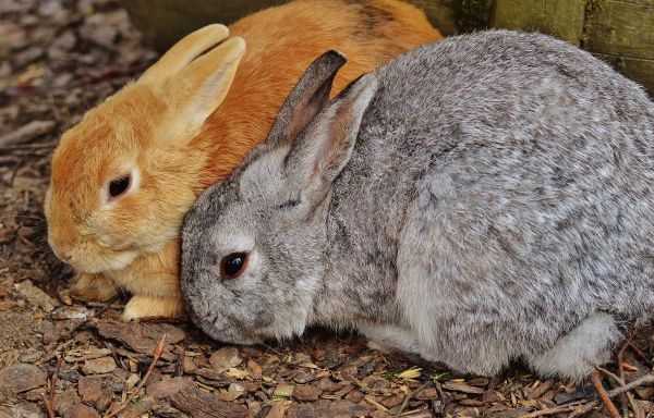 édes,aranyos,szőrme,emlős,fauna,nyúl