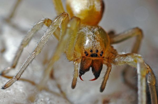 natur,fotografering,dyr,dyreliv,insekt,blomst