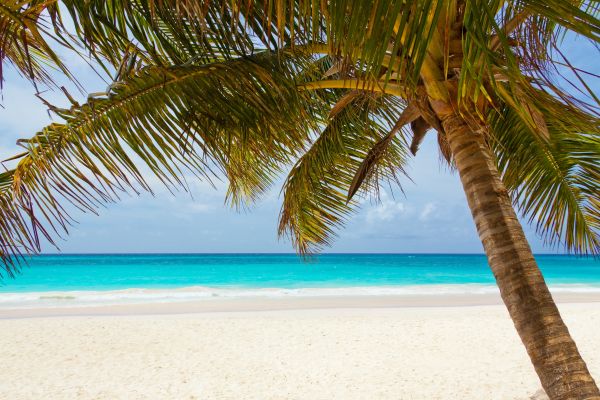 Strand,Meer,Küste,Baum,Wasser,Landschaft