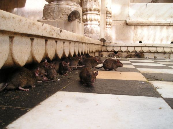 zoo,mammal,rat,temple,holy,india